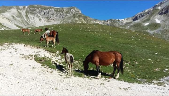 Il Narciso Appartamenti Assergi Bagian luar foto